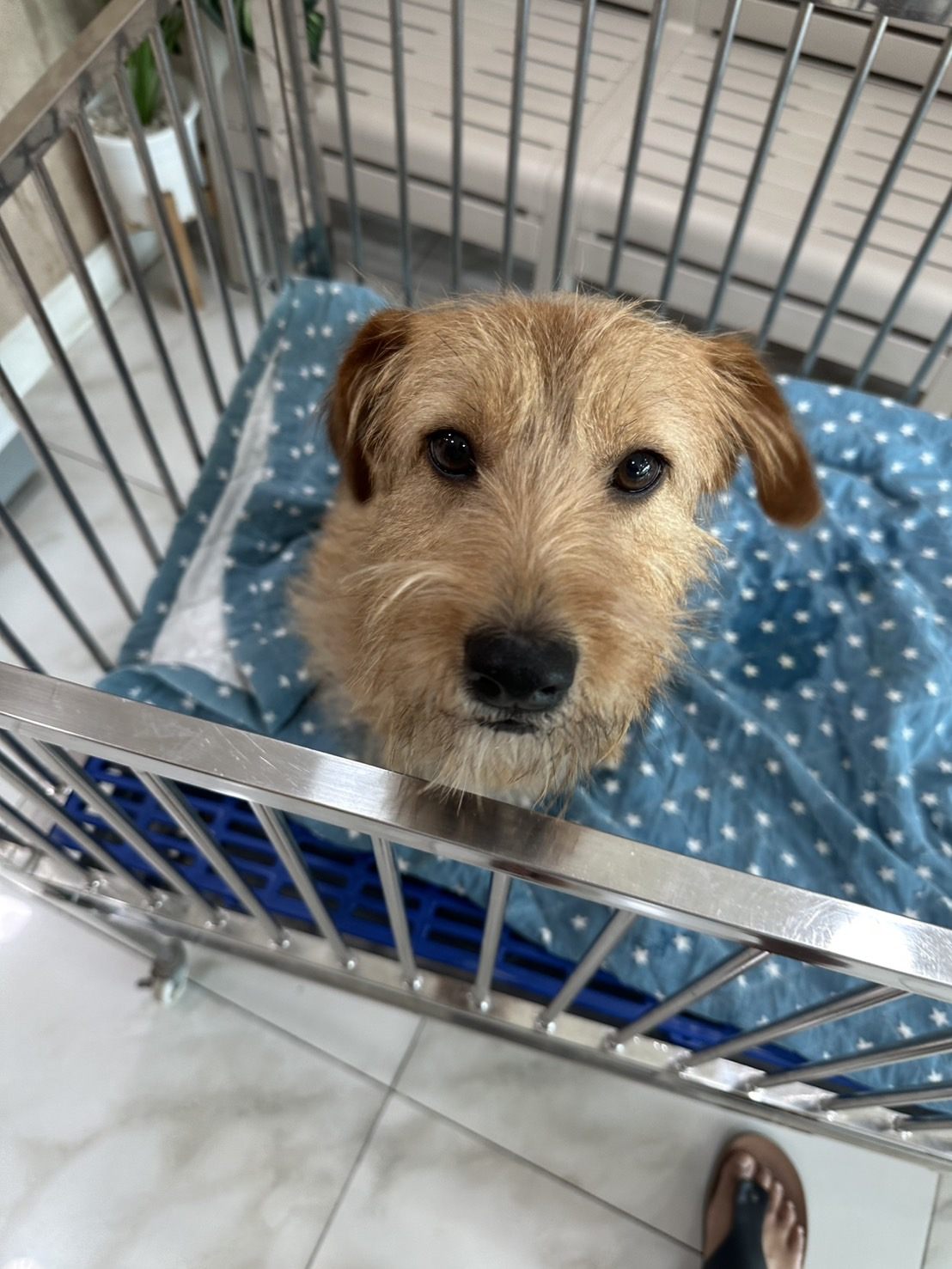 Rescue dog in recovery