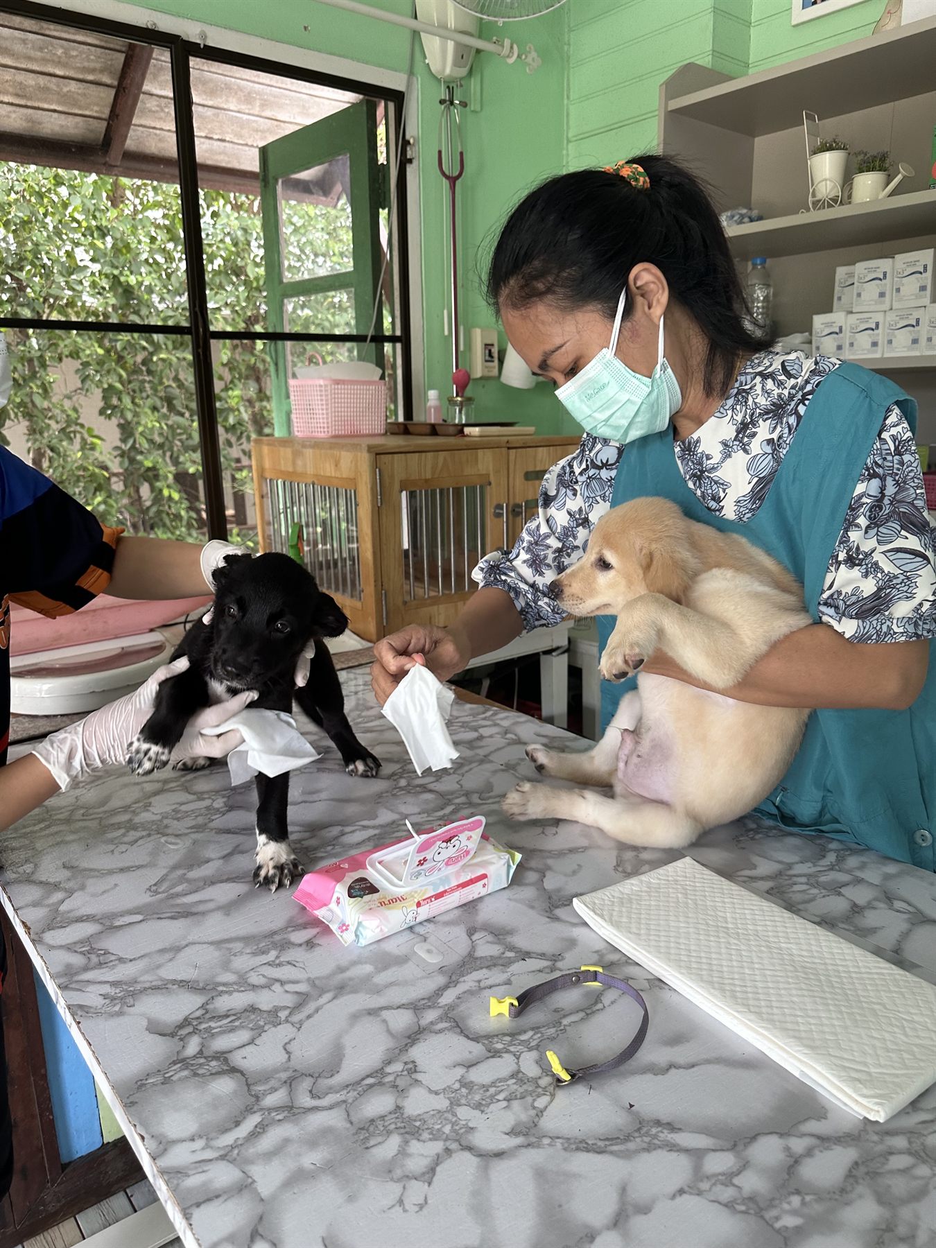 Vet caring for rescue puppies